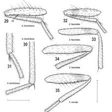 Attēlu rezultāti vaicājumam “Badhamia capsulifera stalked”