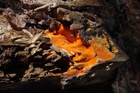 Attēlu rezultāti vaicājumam “Ceriporia”