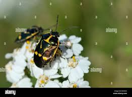 Attēlu rezultāti vaicājumam “Eurydema oleracea imago”