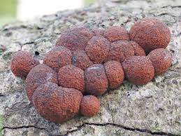 Attēlu rezultāti vaicājumam “Hypoxylon multiforme”