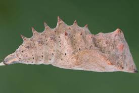 Attēlu rezultāti vaicājumam “Nymphalis pupa”