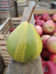 Attēlu rezultāti vaicājumam “Betula humilis fruit”