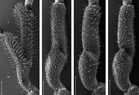 Attēlu rezultāti vaicājumam “Trichia longipalpis macro”