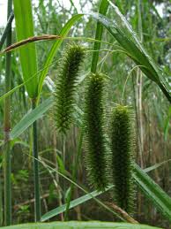 Attēlu rezultāti vaicājumam “Carex pseudocyperus”