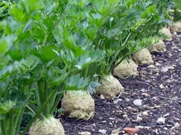 Image result for Sellerie