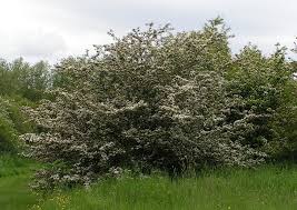 Attēlu rezultāti vaicājumam “Crataegus monogyna subsp. nordica”