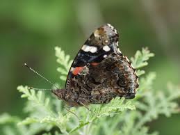 Attēlu rezultāti vaicājumam “Vanessa atalanta underside”