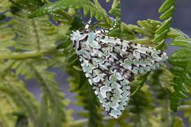 Attēlu rezultāti vaicājumam “Griposia aprilina”