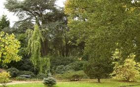 Image result for Arboretum Trompenburg