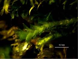 Attēlu rezultāti vaicājumam “Tritomaria exsectiformis”