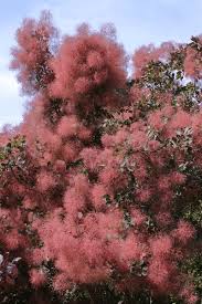 Attēlu rezultāti vaicājumam “Cotinus coggygria”