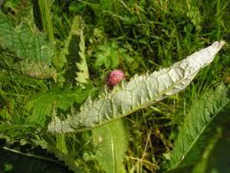Attēlu rezultāti vaicājumam “Cirsium heterophyllum leaf”