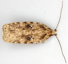 Attēlu rezultāti vaicājumam “Agonopterix aranella”