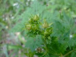 Attēlu rezultāti vaicājumam “Potentilla norvegica leaf”