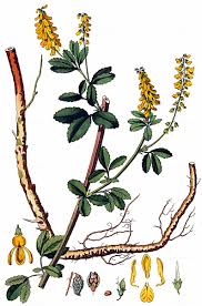 Attēlu rezultāti vaicājumam “Melilotus wolgicus”