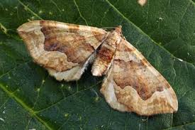 Attēlu rezultāti vaicājumam “Pelurga comitata”