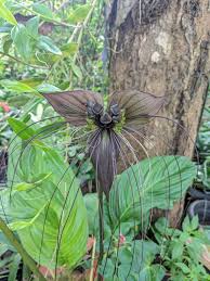 Image result for Tacca chantrieri