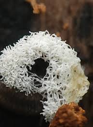 Attēlu rezultāti vaicājumam “Craterium minutum young”