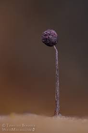 Attēlu rezultāti vaicājumam “Cribrariaceae”