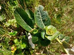 Attēlu rezultāti vaicājumam “Rabdophaga salicis”