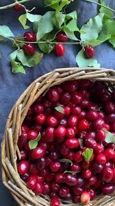 Attēlu rezultāti vaicājumam “Cornus mas fruit”