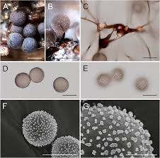 Attēlu rezultāti vaicājumam “Lamproderma arcyrioides stalked”
