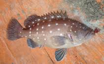 Image result for Hyporthodus quernus