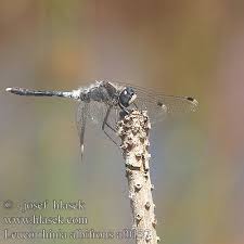 Attēlu rezultāti vaicājumam “Leucorrhinia albifrons”