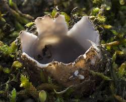 Attēlu rezultāti vaicājumam “Geopora arenicola”