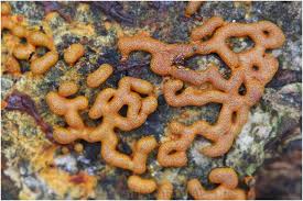 Attēlu rezultāti vaicājumam “Willkommlangea reticulata”