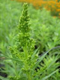 Attēlu rezultāti vaicājumam “Solidago virgaurea bud”