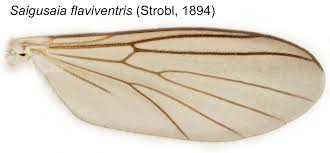 Attēlu rezultāti vaicājumam “Mycetophilidae”