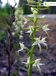 Attēlu rezultāti vaicājumam “Platanthera bifolia”