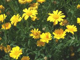 Image result for Chrysanthemum segetum