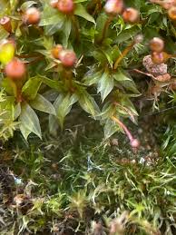 Attēlu rezultāti vaicājumam “Tortula truncata”