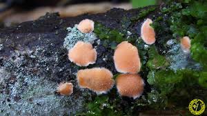 Attēlu rezultāti vaicājumam “Aleurodiscus amorphus”