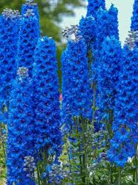 Attēlu rezultāti vaicājumam “Delphinium elatum”