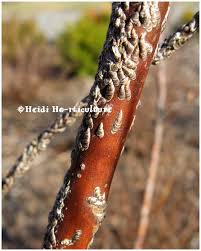 Attēlu rezultāti vaicājumam “Lepidosaphes ulmi”