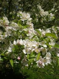 Attēlu rezultāti vaicājumam “Malus x zumi”