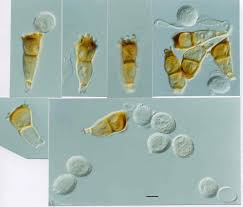 Attēlu rezultāti vaicājumam “Puccinia coronata”