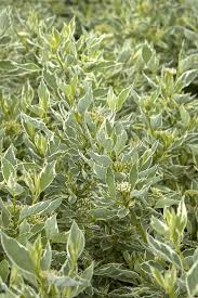 Attēlu rezultāti vaicājumam “Cornus alba”