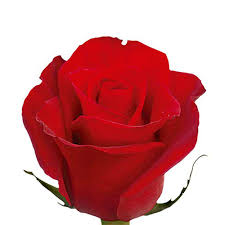Image result for Red Rose Cc