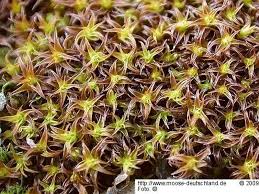 Attēlu rezultāti vaicājumam “Didymodon fallax var. brevifolius”