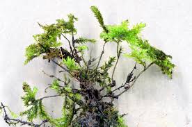 Attēlu rezultāti vaicājumam “Thamnobryum alopecurum”