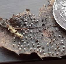 Attēlu rezultāti vaicājumam “Craterium minutum”