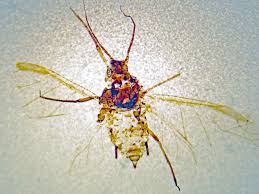 Attēlu rezultāti vaicājumam “Aphis jacobaeae”