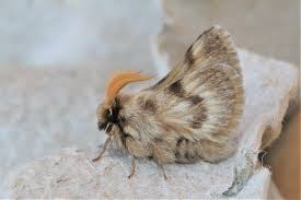 Attēlu rezultāti vaicājumam “Lasiocampidae”