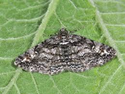 Attēlu rezultāti vaicājumam “Cleora cinctaria”