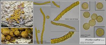Attēlu rezultāti vaicājumam “Trichia scabra spores”