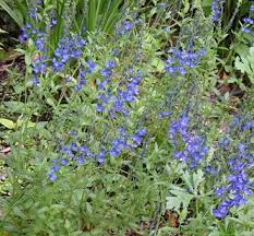 Attēlu rezultāti vaicājumam “Veronica austriaca subsp. teucrium leaf”